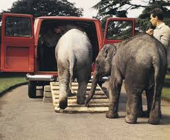 Baby Elephants and Ford Transit
