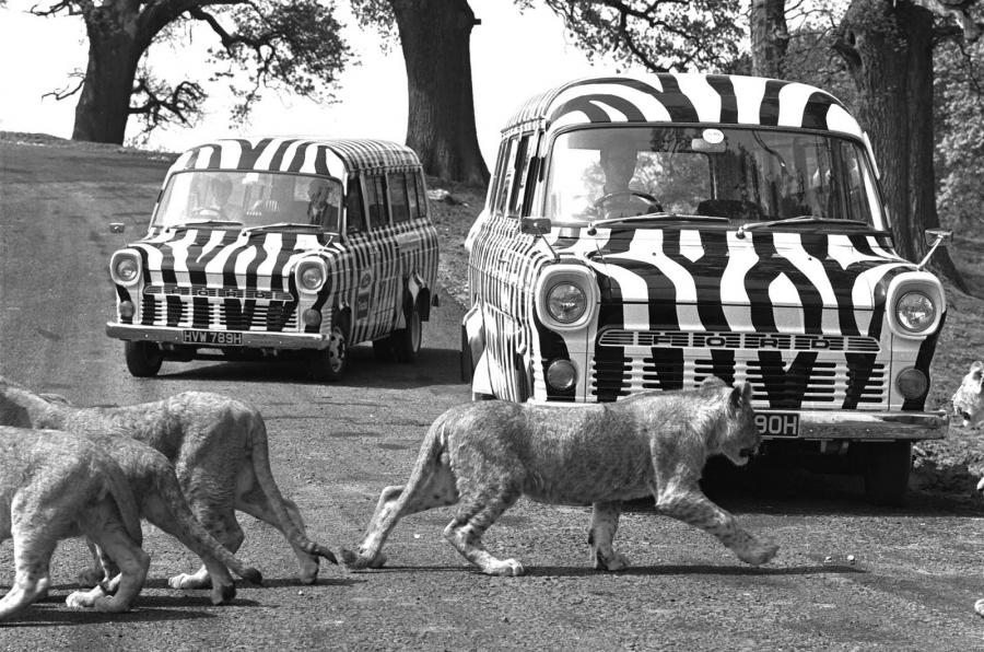 Ford Transit in wildlife sanctuary